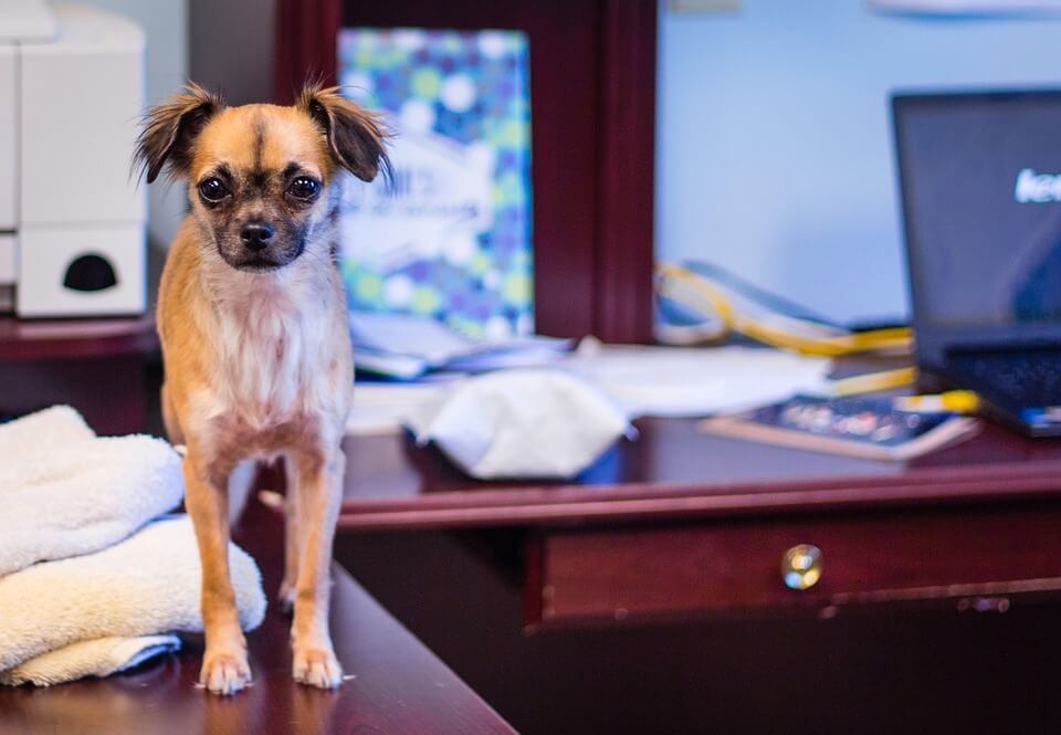 Dog standing on a desk