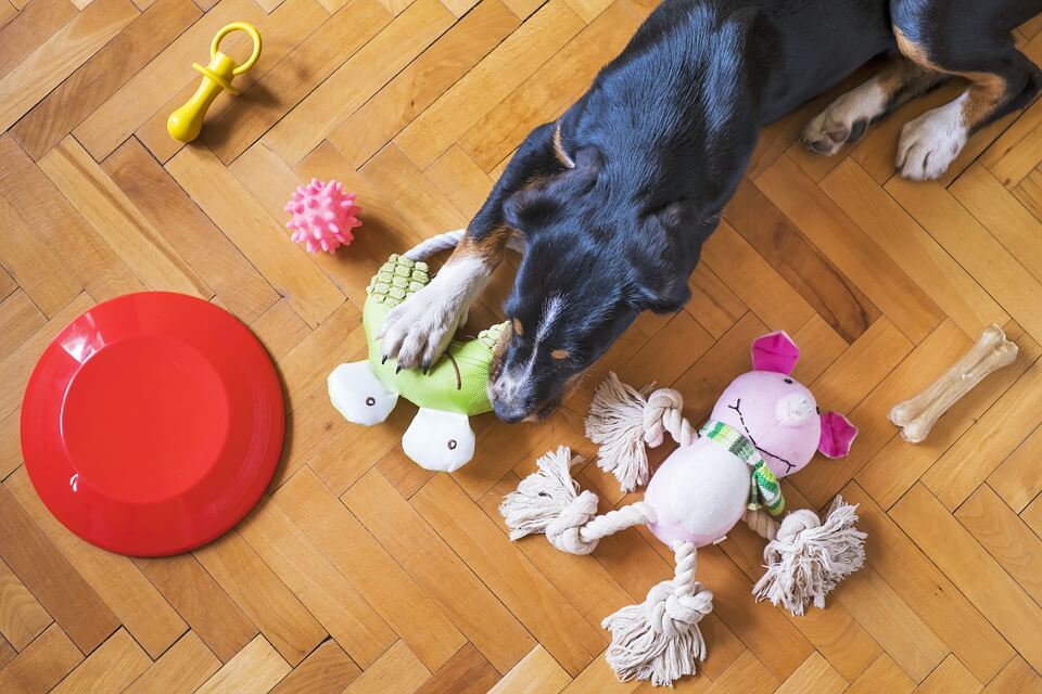 Dog playing with toys