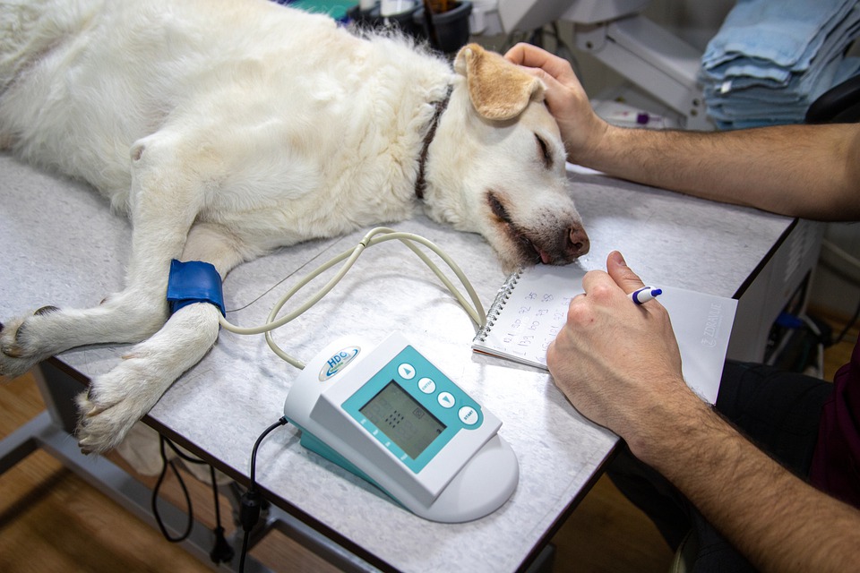 Sick dog at the vet