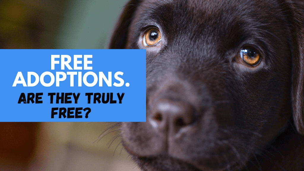 Free dog Adoptions. Truly Free?