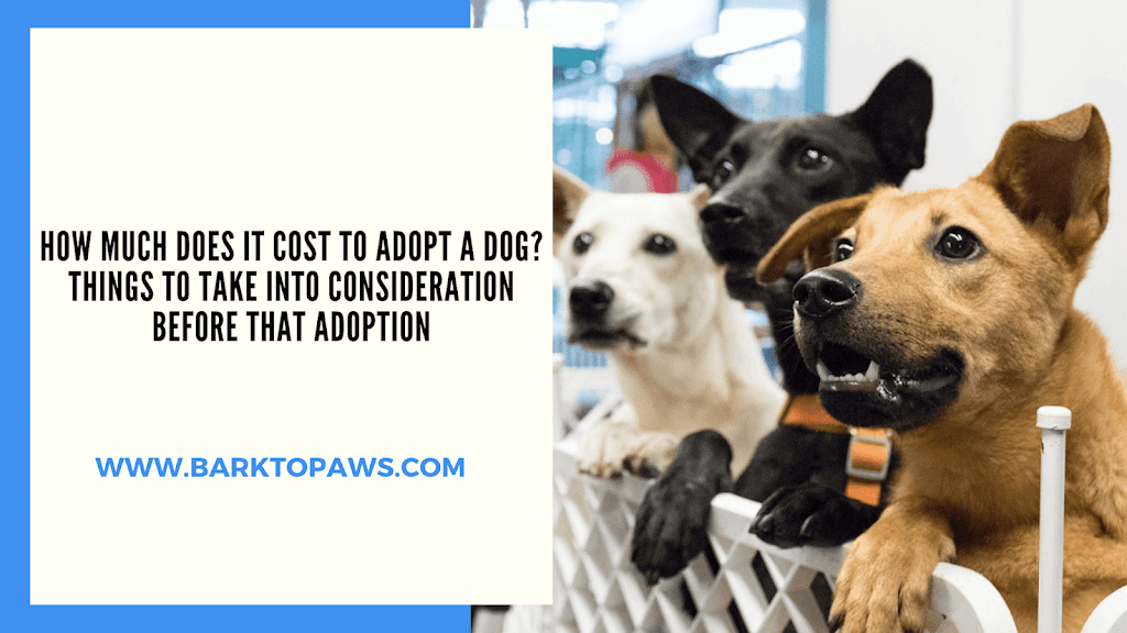 how-much-does-it-cost-to-adopt-a-dog-things-to-take-into