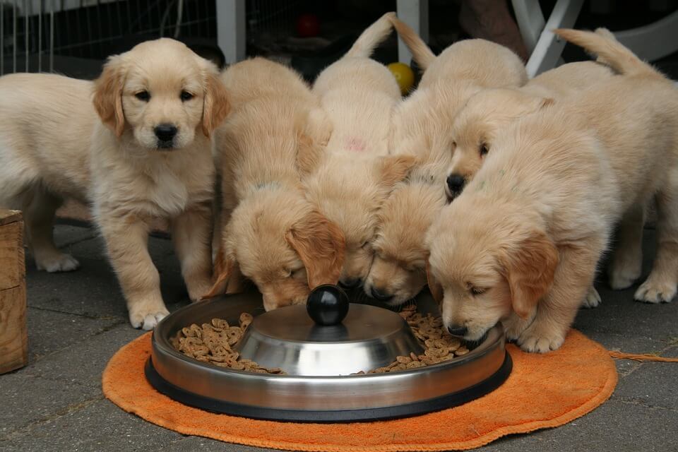 Puppies Eating Kibble