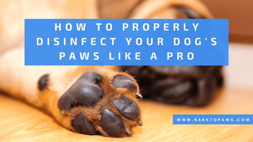 How to properly disinfect your dog paws like a pro