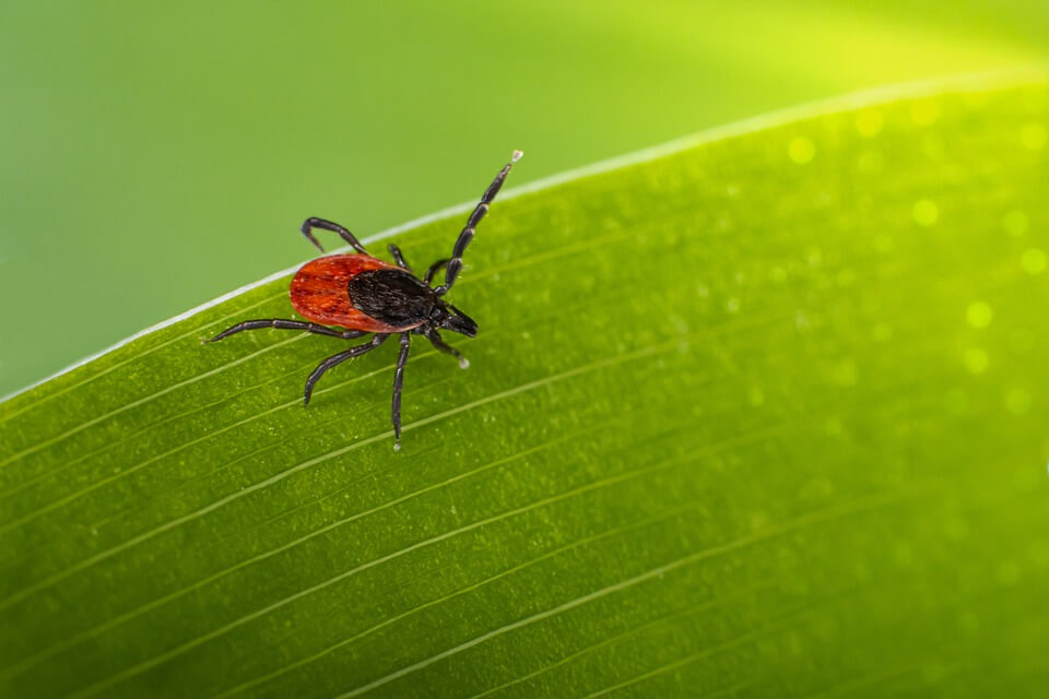 Deer Tick