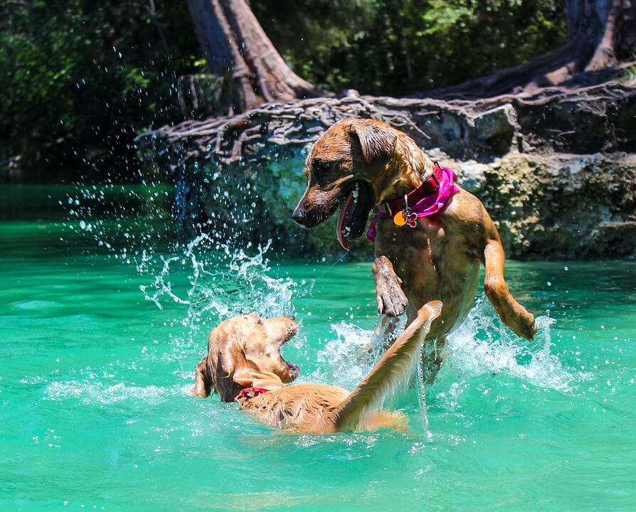 Dogs playing in water