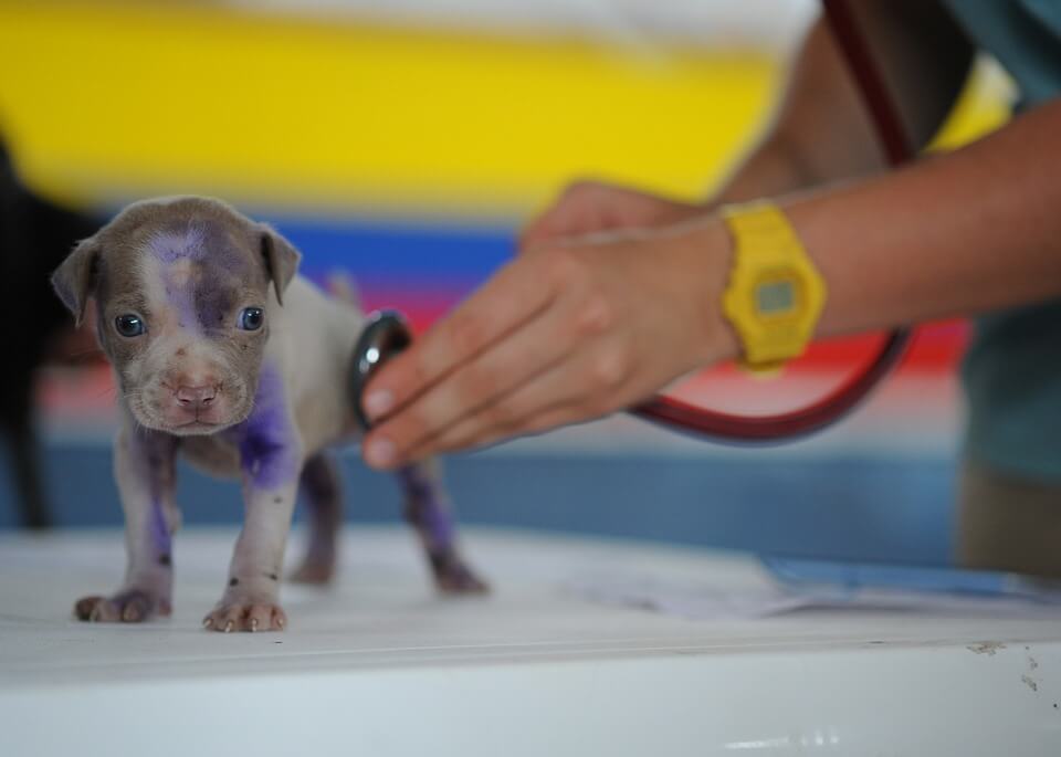 Vet check puppy heartbeat