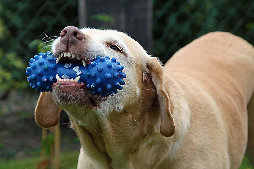 Dog biting a toy