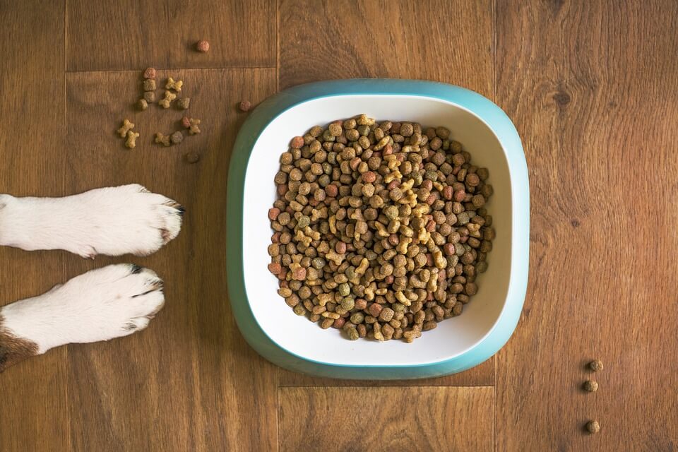 Dry Dog food kibble