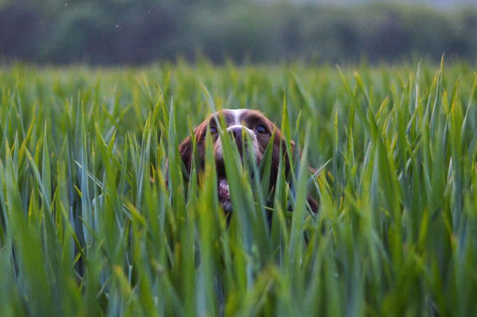 Dog in tall grasses