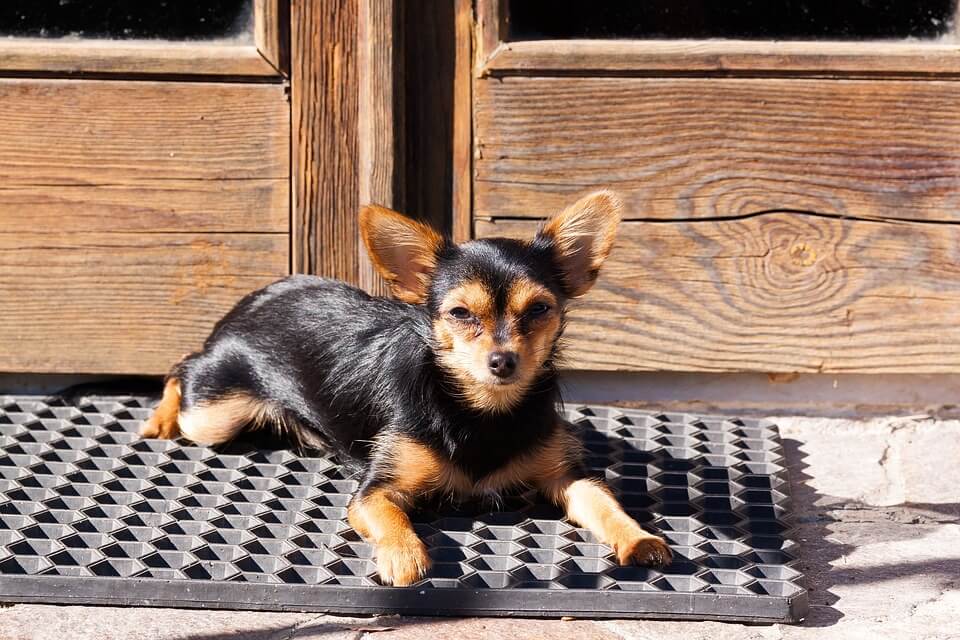 Dog lying down on a dog mat