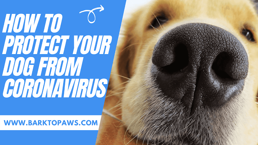 Protect your dog from Covid-19
