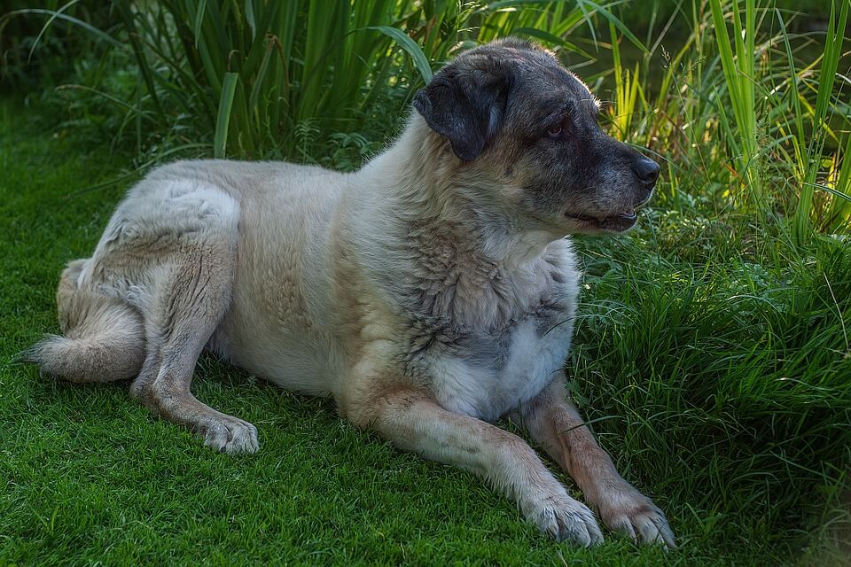 Kangal Dog