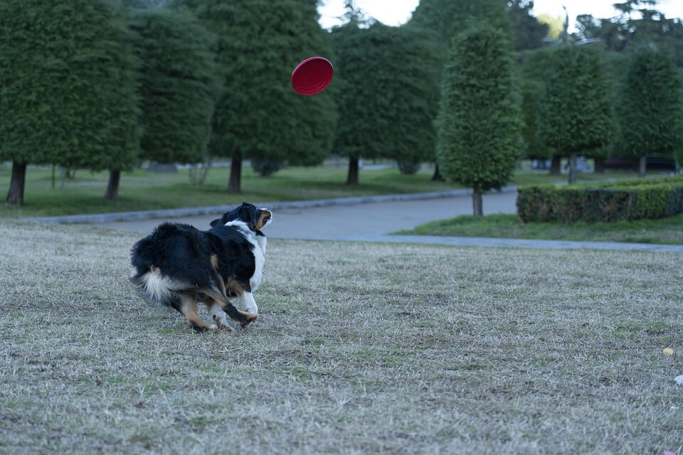Dog chasing a Frisbee