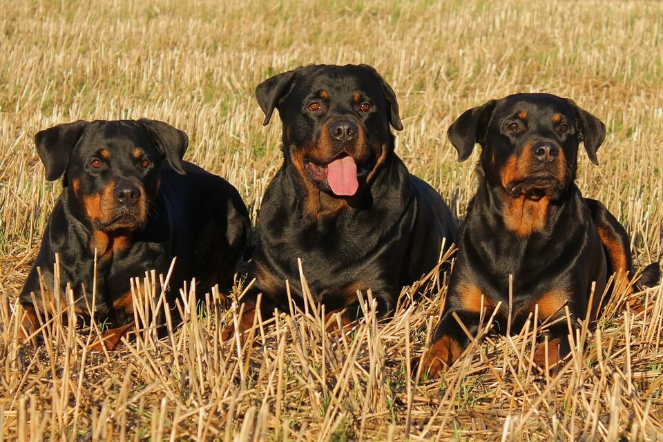 Rottweilers relaxing