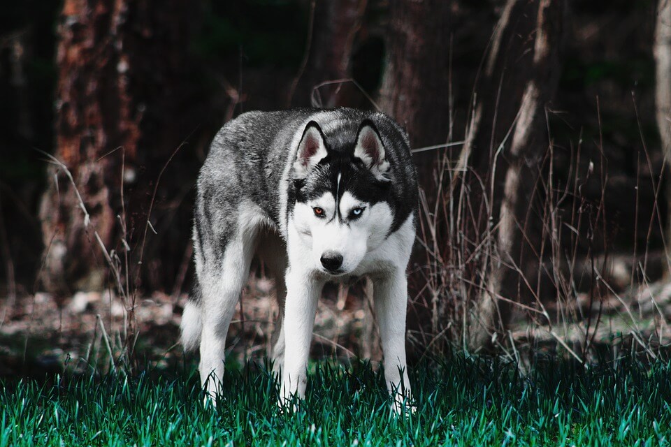 Siberian Huskey