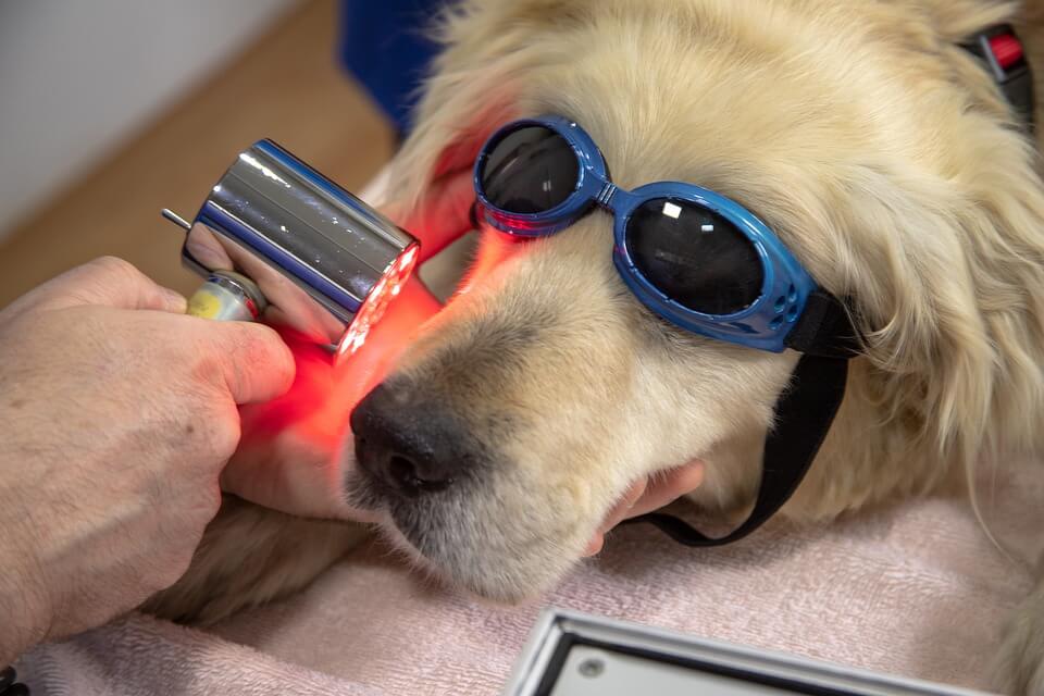 Vet dog dental laser