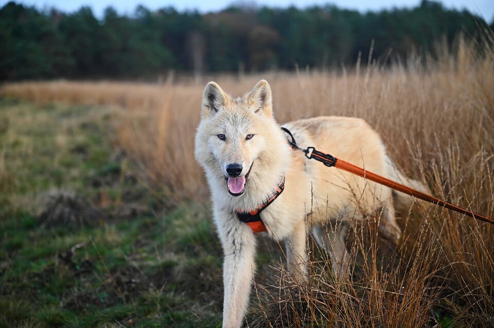 Dangerous Dog Breeds - Photos Of 10 Most Dangerous Dogs - Bark To Paws