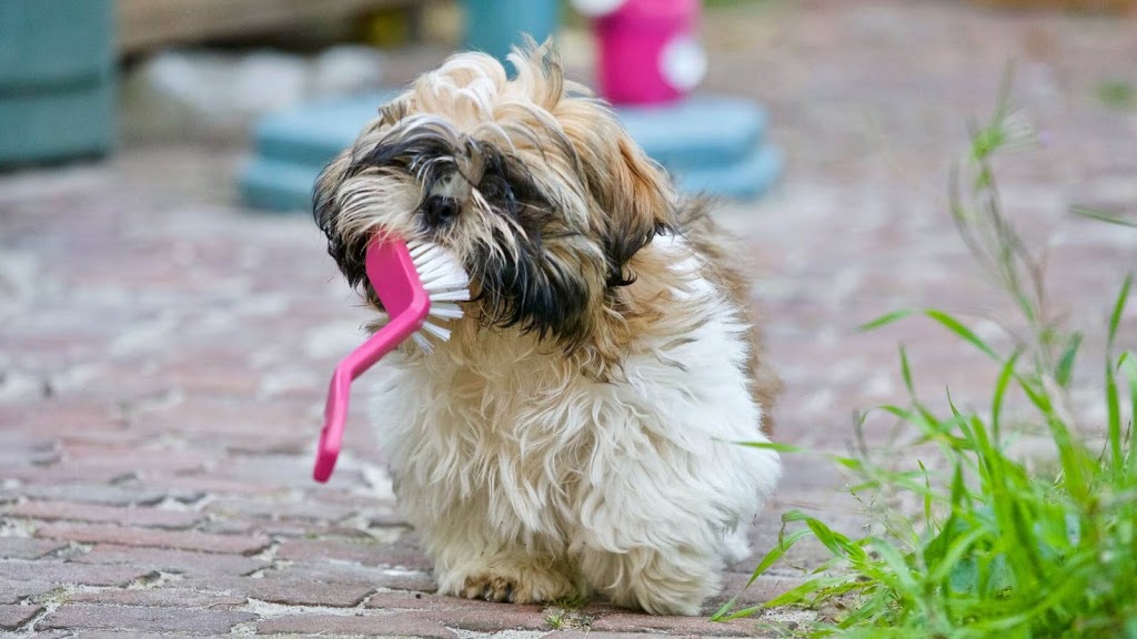 Dog with dog brush