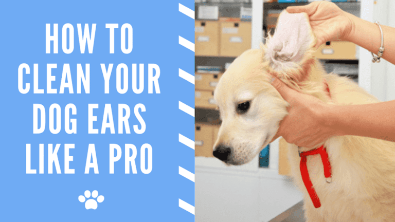 How To Clean Your Dog Ears Like a Pro