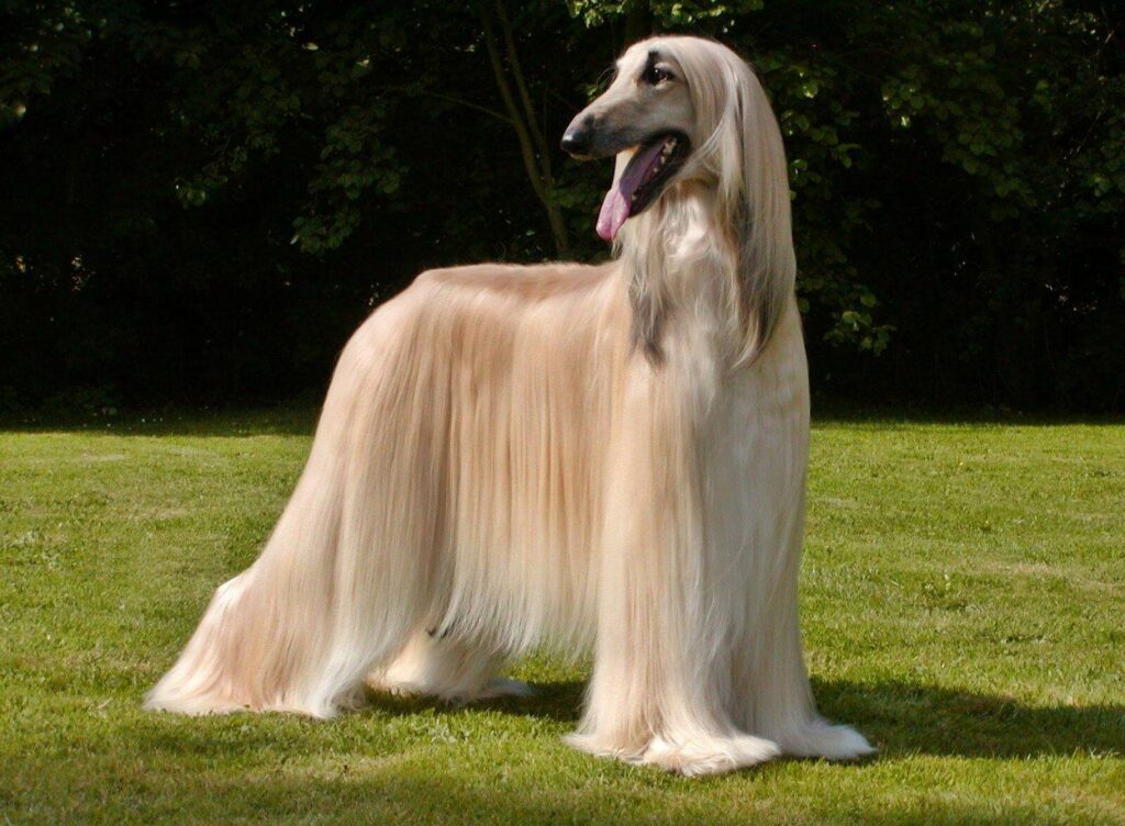 Afghan Hound