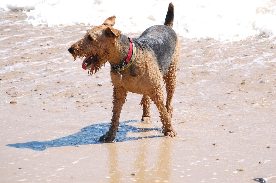 Airedale Terrier