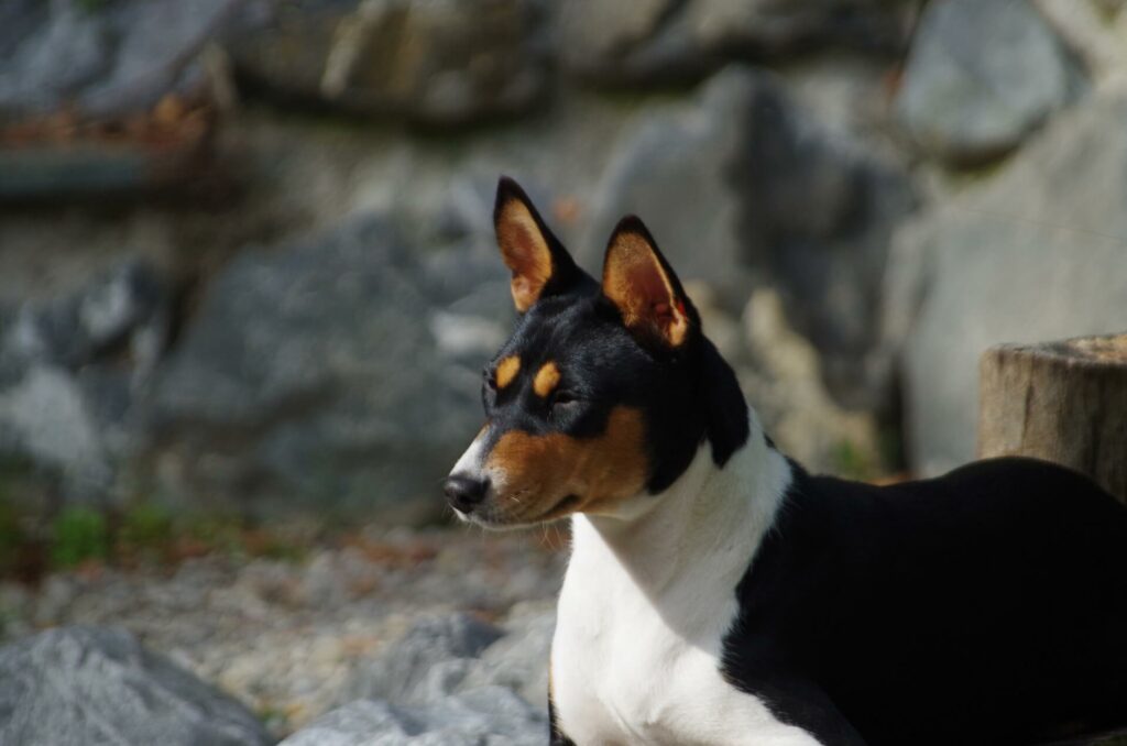 Basenji