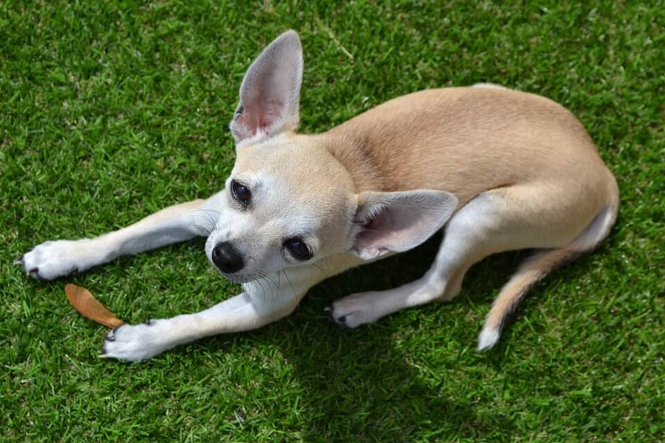 Chihuahua