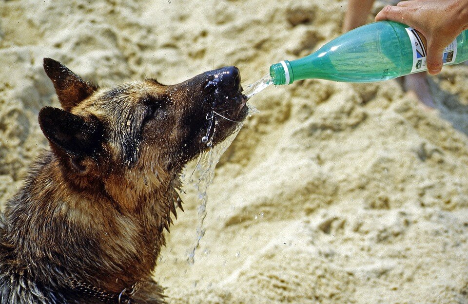 dog drinking water from bottle