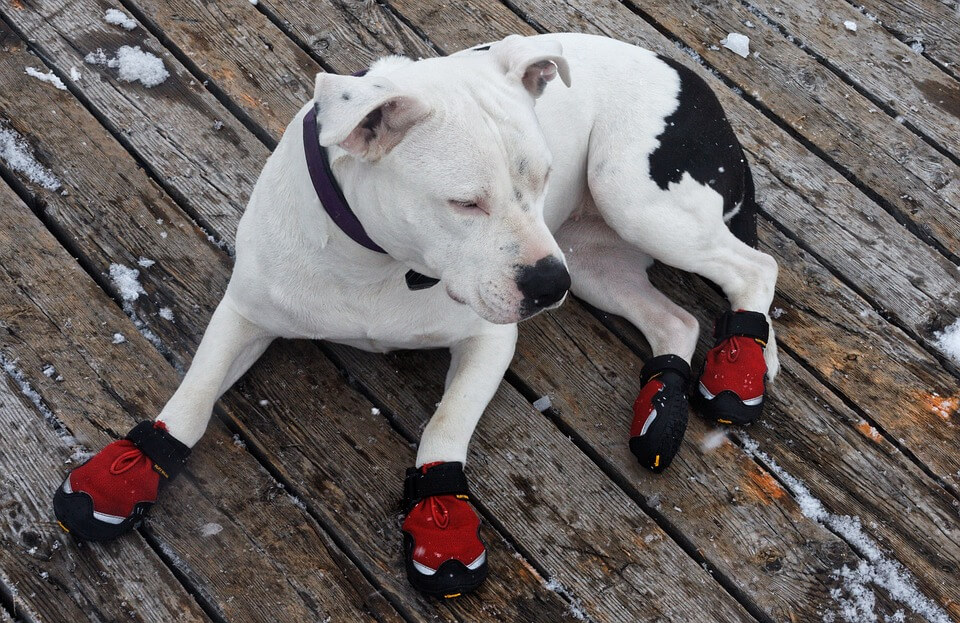 dog with boots on