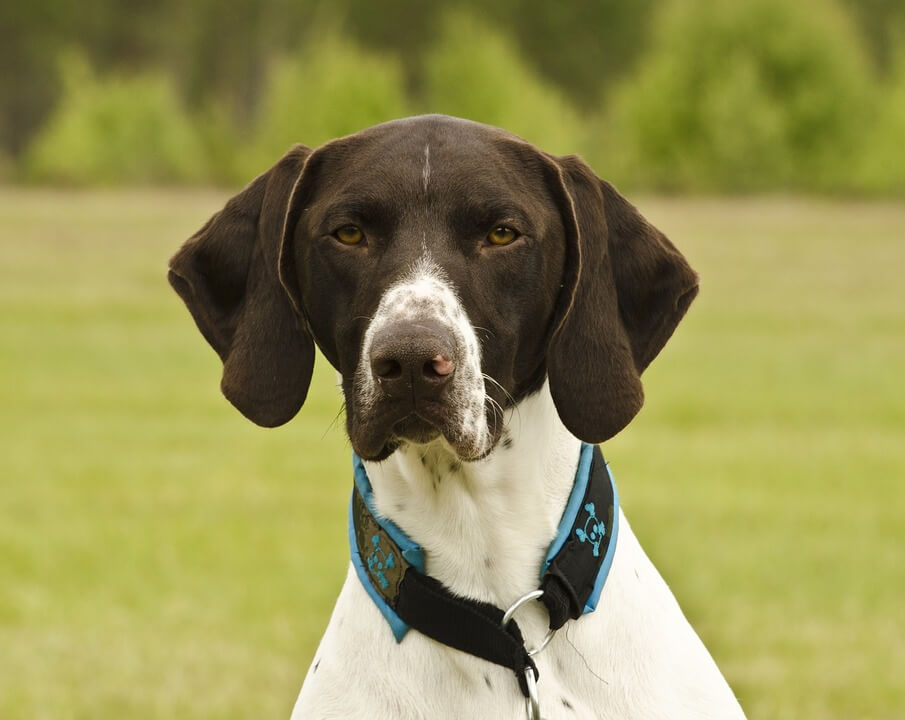 German Short-haired Pointer