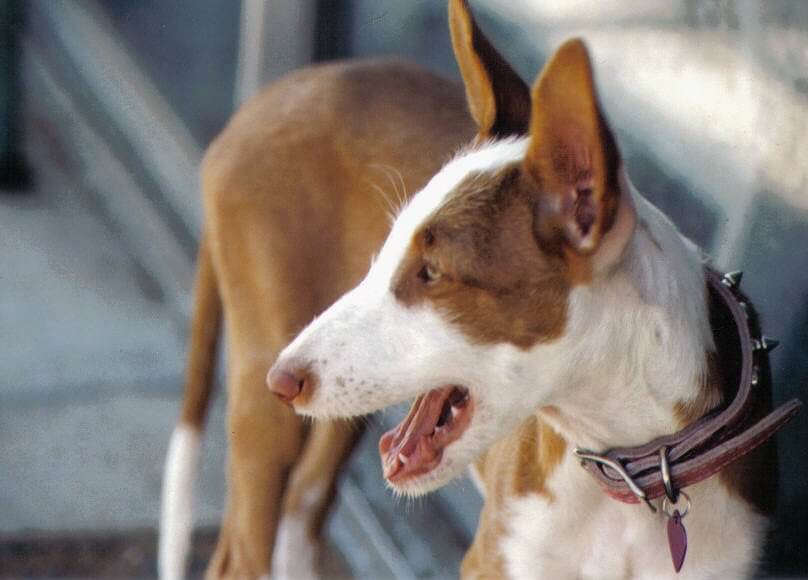 Ibizan Hound