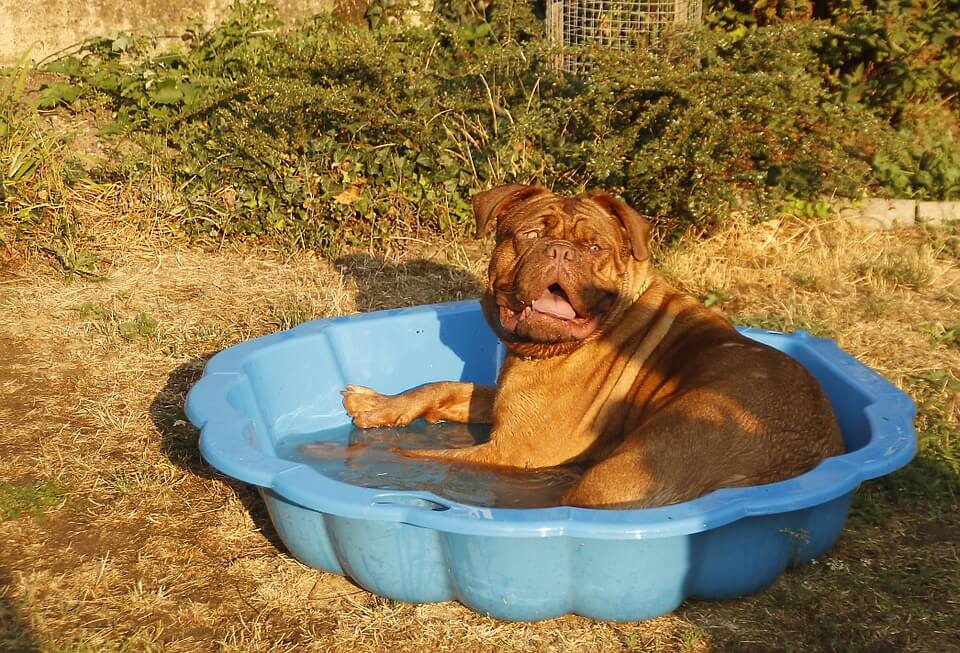 dog cooling off in a basin of water
