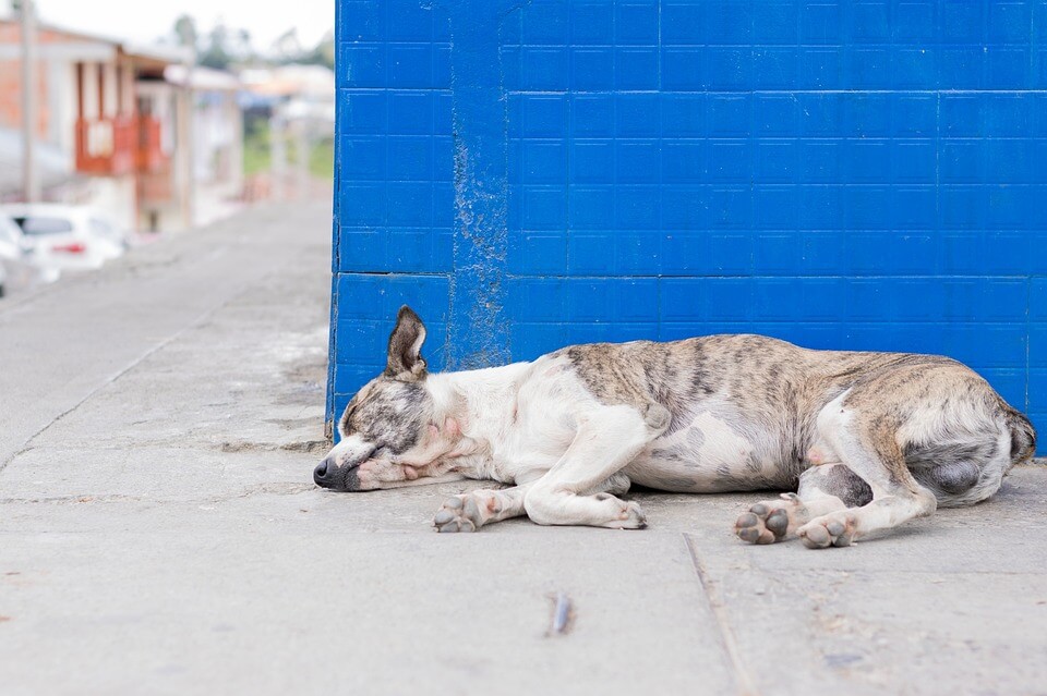 dog sleeping  on pavement