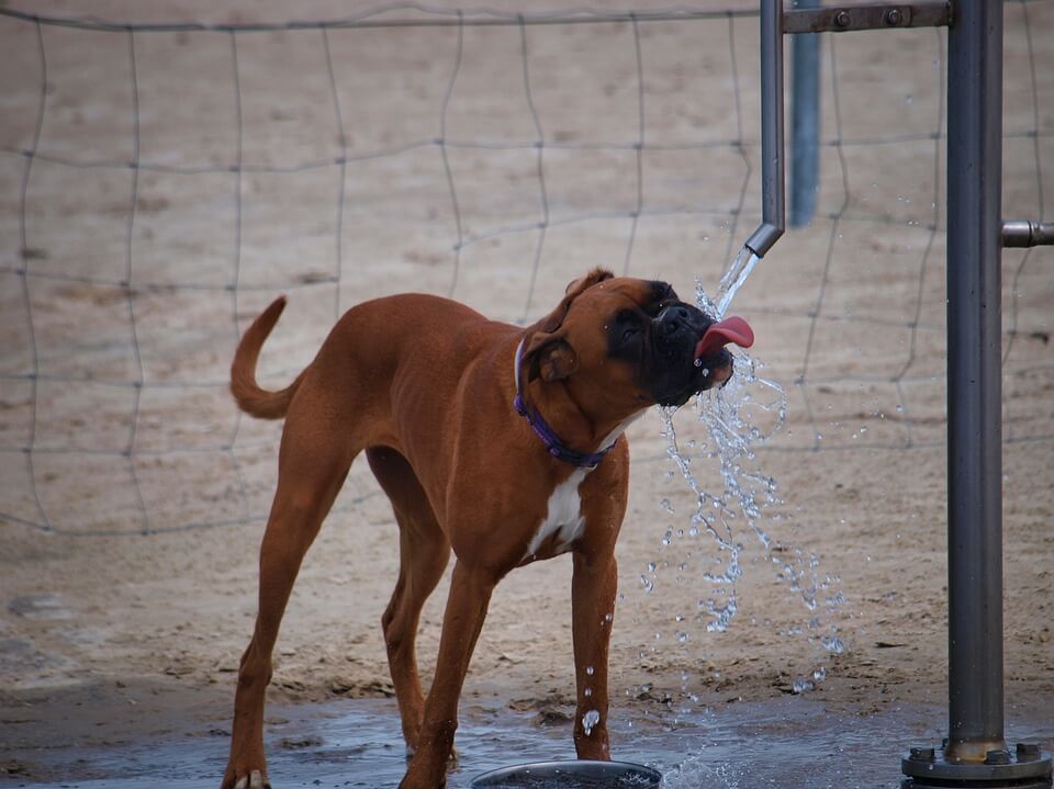 dog drinking water from a tap in hot weather